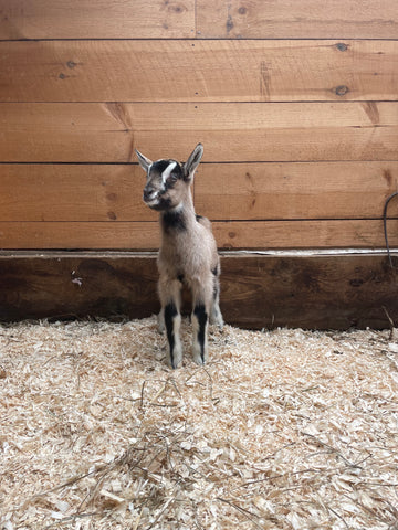 Vermont Dairy Goat Kids For Sale