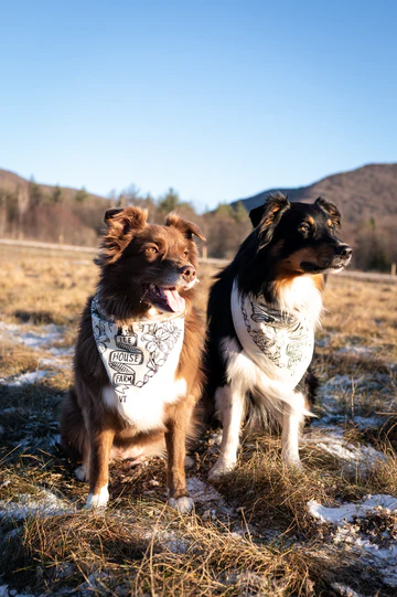Ice House Farm Bandana