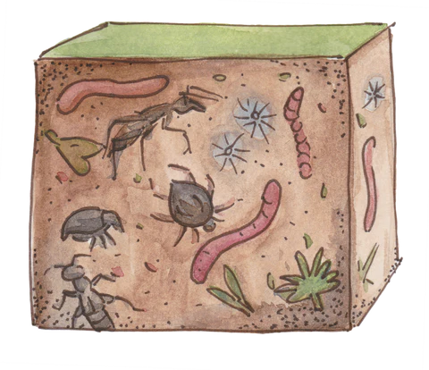 Soil Life Web Ice House Farm