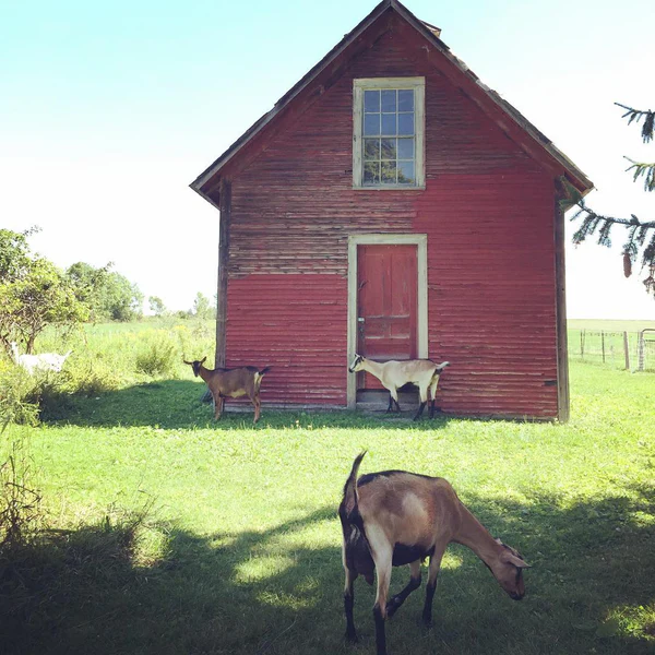 The Ice House Addison Vermont