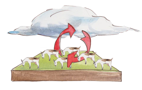 Regenerative Agriculture Cycle Ice House Farm