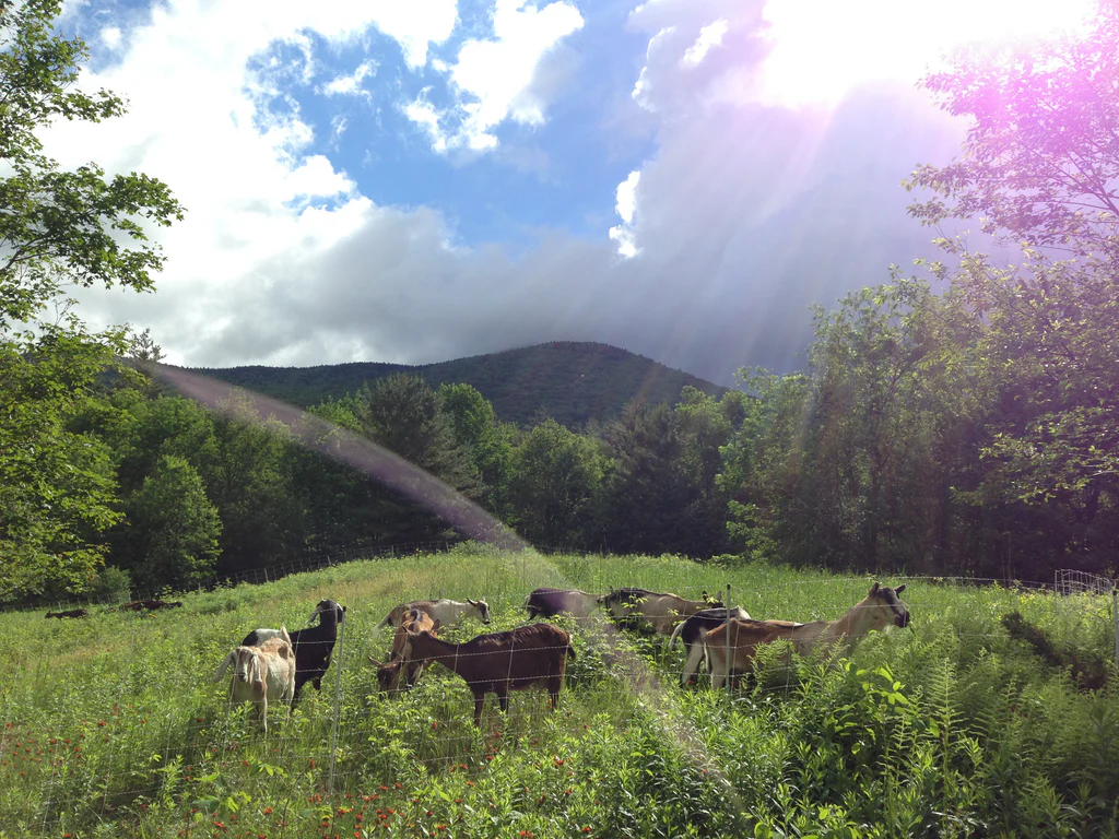 Regenerative Agriculture Ice House Farm