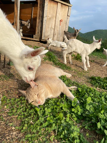 Vermont Dairy Goat Kids For Sale