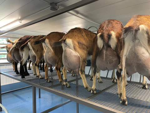 Vermont Dairy Goat Kids For Sale