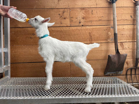 Vermont Dairy Goat Kids For Sale