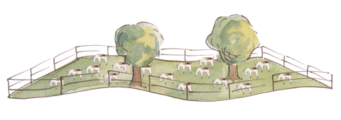Adaptive Grazing Ice House Farm