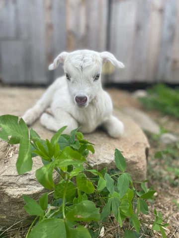 Vermont Dairy Goat Kids For Sale