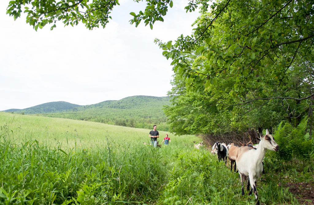 Adaptive Grazing Goats