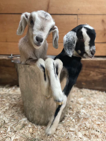 Vermont Dairy Goat Kids For Sale